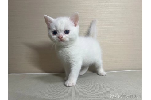 成約済の茨城県のスコティッシュフォールド-70403の4枚目